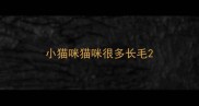 小猫咪猫咪很多长毛