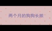 两个月的狗狗长脓