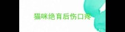 猫咪绝育后伤口疼