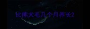 比熊犬毛几个月养长