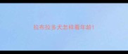 拉布拉多犬怎样看年龄