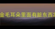 金毛耳朵里面有脏东西