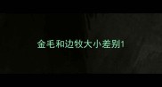 金毛和边牧大小差别