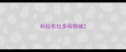 和拉布拉多母狗做