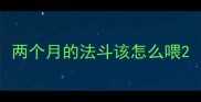 两个月的法斗该怎么喂