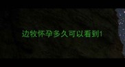 边牧怀孕多久可以看到