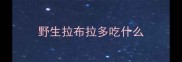 野生拉布拉多吃什么