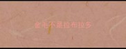 金毛不是拉布拉多
