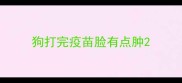 狗打完疫苗脸有点肿