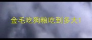 金毛吃狗粮吃到多大