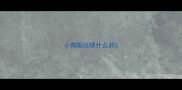 小狗呕吐喂什么药