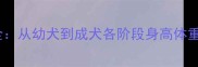 杜高犬体型发育全从幼犬到成犬各阶段身高体重变化与饲养要点
