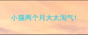 小猫两个月大太淘气