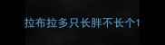 拉布拉多只长胖不长个