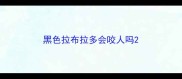 黑色拉布拉多会咬人吗