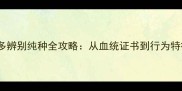 幼犬拉布拉多辨别纯种全攻略从血统证书到行为特征权威指南