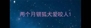 两个月银狐犬爱咬人