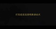 打完疫苗流透明鼻涕幼犬