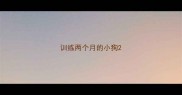 训练两个月的小狗
