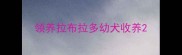 领养拉布拉多幼犬收养