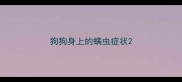 狗狗身上的螨虫症状