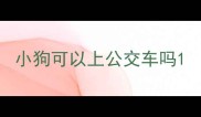 小狗可以上公交车吗