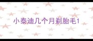 小泰迪几个月剃胎毛