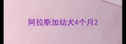 阿拉斯加幼犬4个月