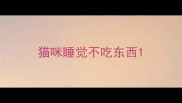 猫咪睡觉不吃东西