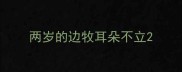 两岁的边牧耳朵不立