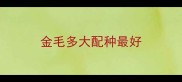 金毛多大配种最好