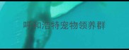 呼和浩特宠物领养群