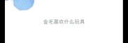 金毛喜欢什么玩具