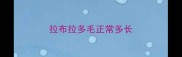 拉布拉多毛正常多长