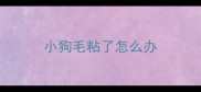 小狗毛粘了怎么办