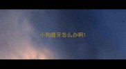 小狗磨牙怎么办啊