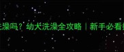 金毛40天能洗澡吗幼犬洗澡全攻略新手必看护理指南
