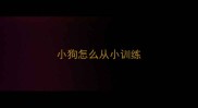 小狗怎么从小训练
