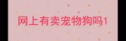 网上有卖宠物狗吗
