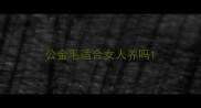 公金毛适合女人养吗