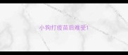 小狗打疫苗后难受