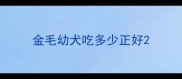 金毛幼犬吃多少正好