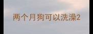 两个月狗可以洗澡
