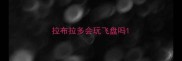 拉布拉多会玩飞盘吗