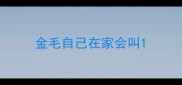 金毛自己在家会叫