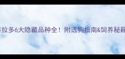 新手必看拉布拉多6大隐藏品种全附选狗指南饲养秘籍附对比表