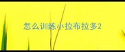 怎么训练小拉布拉多