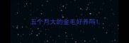 五个月大的金毛好养吗