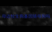 母边牧生狗基因随母狗吗