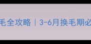 德牧换胎毛全攻略3-6月换毛期必看护理指南